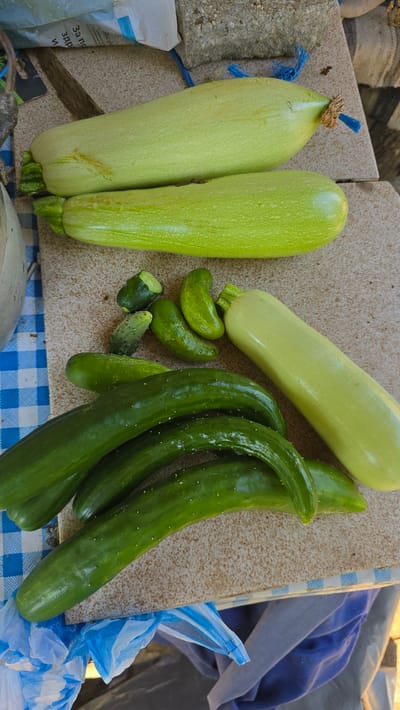 A top-down, medium shot shows a collection of fresh produce, including zucchini and cucumbers, laid out on a textured, speckled surface that appears to be a countertop or table. Two pale green zucchini are positioned at the top, with the upper one tied with a blue cord. Below them, a cluster of small, bumpy cucumbers is visible, next to a single, longer pale green zucchini. A larger group of dark green cucumbers is arranged at the bottom of the frame, with some appearing slightly curved. To the left of the produce, a blue and white checkered fabric is partially visible, and to the bottom, a crumpled blue and white plastic bag is present. The background is cluttered with indistinct objects, including what looks like a bag of building material and a rough stone. This scene is set in the garden of the Zornitsa Family Hotel in Ravadinovo, Bulgaria, specifically near an outdoor dining area.