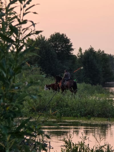 A person rides a horse through tall grass and reeds by a body of water during a sunset in Togashevo, Russia. The sky is a soft pink hue. In the foreground, out-of-focus green foliage frames the scene. Behind the rider and horse, a line of dark green trees creates a dense backdrop. Fishing rods are visible in the water. A brown and white cow stands to the left of the horse.
