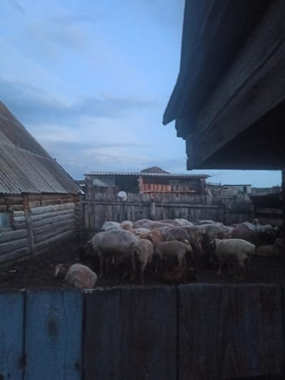 The image, taken in Nigmatovo, Russia, depicts a rustic scene at dusk. In the foreground, a dark wooden structure partially obscures the view, creating a frame. Beyond this, a cluster of sheep are gathered, their woolly bodies a light contrast against the darkening environment. Behind the sheep, a collection of wooden buildings with corrugated roofs and log construction are visible. One building appears to have multiple levels and is characterized by its weathered wood and a small white circular object mounted on its side. The sky is a pale blue with wisps of clouds, suggesting a calm evening. The overall impression is one of rural simplicity and the quiet end of a day in the countryside. No people are visible, and no text is present in the image.
