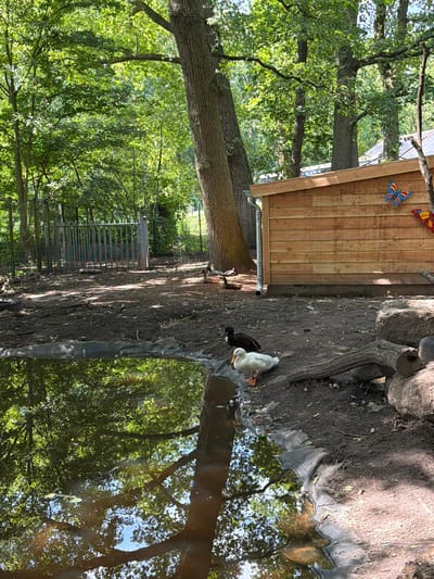 The image depicts an outdoor scene that appears to be a wildlife enclosure or park area. In the foreground, a small pond or water feature is visible, its surface reflecting the surrounding trees and sky. To the right of the pond, two ducks are present; one is black and the other is white with orange feet. Beyond the ducks, a wooden structure resembling a shed or shelter is situated. This structure has a sloping roof and is decorated with colorful butterfly decals. The ground is covered in dirt and scattered leaves, with large rocks and a fallen tree trunk also visible. In the background, a metal fence encloses a section of the area, with trees and foliage forming a dense backdrop. The overall environment suggests a natural, somewhat unkempt setting, possibly within a zoo or animal sanctuary in Helmond, Netherlands, given the context provided. There are no people visible in the image.