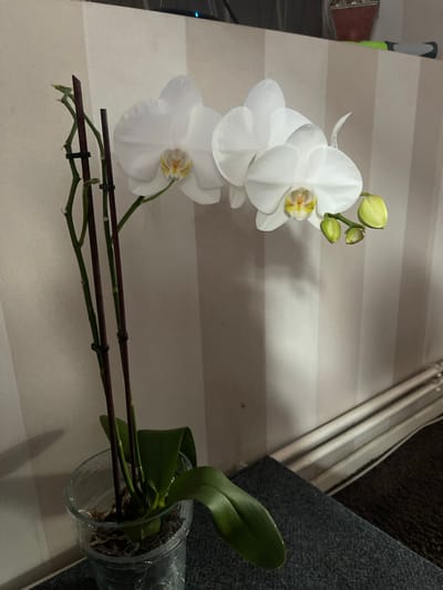 A potted white orchid plant with two blooming flowers and several buds sits on a dark surface, possibly a desk, against a wall with vertical stripes. The orchid's stems are supported by thin dark stakes. The plant is in a clear plastic pot, revealing its roots and planting medium. The background wall has a textured surface with alternating light and dark vertical stripes. In the upper right portion of the image, a small red object, possibly a pot, is visible on top of the striped wall. The lighting suggests an indoor environment. The image does not contain any specific elements that would allow for pinpointing its location in the city of Jelgava, Latvia.