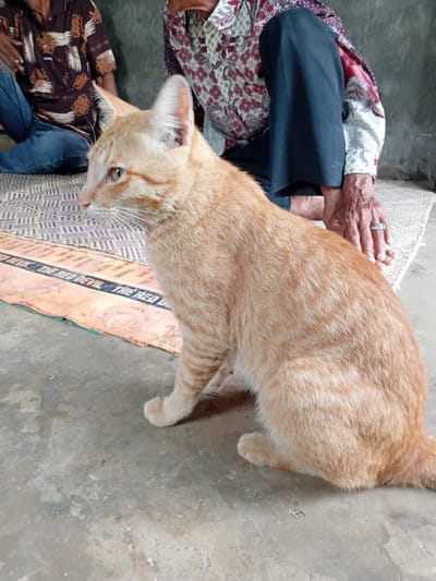 An orange tabby cat is sitting on a concrete floor in front of two people. One person is wearing a dark patterned shirt and blue jeans. The other person is wearing a red and white patterned shirt and dark pants. They are sitting on a woven mat. A colorful mat with the words "THE RED DEVIL" is visible under the cat. The scene appears to be outdoors, possibly in a village setting in Matanganoe, Indonesia, given the rustic environment.