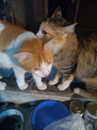 The image displays two domestic cats interacting on an elevated surface, likely a shelf or ledge, within a dimly lit environment in Ban Tai, Thailand.
On the left, an orange and white cat stands with its head lowered and tilted slightly, showing its white face and orange markings. Its body is mostly white on the underside with large patches of orange fur on its back and head. The cat on the right is a tabby, characterized by its mixed fur of brown, black, orange, and white, with distinct stripes visible on its body. This tabby cat is positioned closely to the orange and white cat, with its head gently touching the other cat's neck, suggesting an act of grooming or affectionate nuzzling. Both cats appear calm and at ease.
The background directly behind the cats is dark and indistinct, possibly a wooden structure or wall. Below the cats' perch, several utilitarian objects are visible. These include a light-colored bowl filled with dark, granular contents, likely dry cat food, positioned to the lower left. Adjacent to it is a prominent blue lidded container, resembling a bucket or storage bin. Further to the right, two canned goods with metallic silver and gold tops are visible, alongside some crumpled clear plastic packaging. The low light suggests it is either evening or night, or an indoor setting with minimal artificial lighting. No legible text is visible on any of the objects.