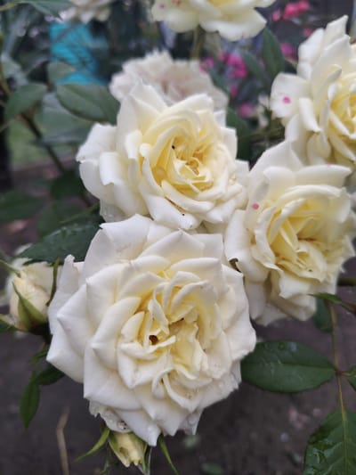 The image captures a close-up view of several pale yellow to white roses, some fully bloomed and others in bud, appearing vibrant and fresh. Water droplets are visible on the petals and green leaves, suggesting recent rain or watering.

In the foreground, a large, almost fully open rose dominates the lower center, displaying numerous delicate petals. To its left, a rose bud and a partially opened rose are visible. Above the central flower, another well-formed rose shows its intricate petals. To the right, additional roses, some with hints of pinkish spots on their outer petals, extend out of frame.

The roses are set against a blurred background of green foliage and indistinct elements, indicating a garden environment. Hints of turquoise blue and fuchsia pink are discernible in the soft-focus background, possibly from other plants or garden structures. The lighting suggests it is daytime. No people or text are present in the image. The scene conveys a sense of natural beauty and tranquility, likely captured in a garden setting in Aytos, Bulgaria.