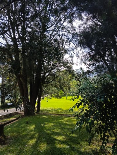 A tranquil scene features a sun-drenched lawn viewed through a canopy of trees. Dark tree trunks and leafy branches frame the verdant space, casting shadows on the grassy ground. A concrete path and bench sit to the left, while a dense bush occupies the right foreground. The bright, sunlit grass creates a vibrant contrast with the darker foliage, suggesting a peaceful outdoor setting.