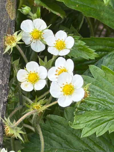 The image shows a close-up of several white strawberry flowers with yellow centers, surrounded by green leaves. The flowers are small and delicate, with five petals each. Some of the flowers appear to be in full bloom, while others are still developing. In the background, there are more green leaves and some fuzzy stems. To the left of the flowers, a rough, gray wooden surface is visible, possibly part of a fence or structure. The scene is outdoors, likely in a garden or natural setting. There are no people or animals present in the image. The lighting suggests it is daytime. The location of this scene in Shimanovsk, Russia, cannot be determined from the visual information provided in the image alone.