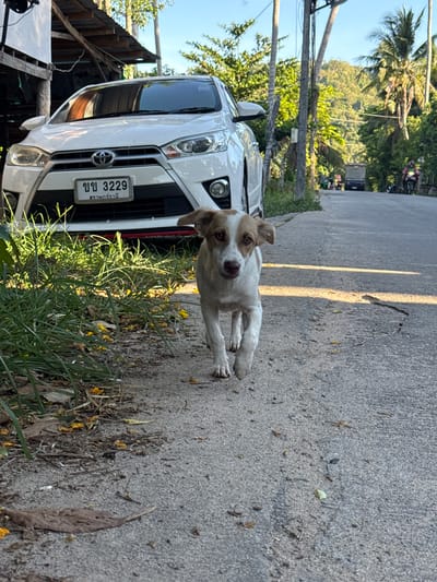 A medium-sized, tan and white mixed-breed dog walks towards the camera on a paved road in Baan Harn, Thailand. The dog has floppy ears and a slightly anxious expression. To the left of the dog is a white Toyota Yaris car parked on the side of the road, with overgrown grass and yellow flowers in front of it. Behind the car, a rustic wooden structure is visible. The road curves to the right and extends into the distance, lined with power poles and lush green trees, indicative of a tropical environment. In the background, a truck and several motorcycles are seen on the road, suggesting moderate traffic. The sky is clear and blue, and the sun casts long shadows across the scene. The overall atmosphere is bright and sunny, with a slightly dusty and rural feel.