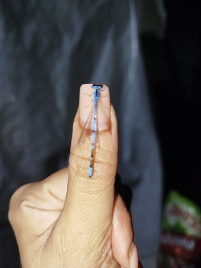 A close-up, high-angle shot shows a blue damselfly perched on the thumb of a person. The damselfly is positioned vertically, with its head at the top of the thumb, and its body and wings extending downwards. The insect's blue coloration is vivid against the pale skin of the thumb. The thumb itself is slightly curved, indicating it is likely held upwards. The background is a dark, out-of-focus fabric, possibly clothing. The lighting is dim, with a spotlight effect highlighting the thumb and damselfly. No specific location in Баравухскі сельскі Савет, Belarus can be determined from this image.