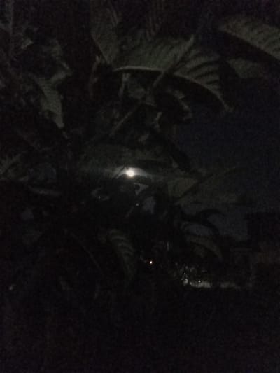 A nighttime image shows a dim view of foliage with a small, bright moon visible through a gap. The scene appears to be outdoors, possibly in a garden or park, with leaves and branches obscuring much of the view. The lighting is very low, suggesting it is dark outside. The location is identified as Poti, Georgia.