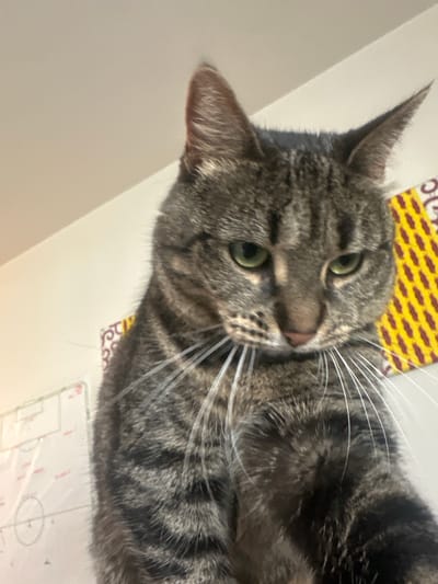 A tabby cat is lying on a surface, facing towards the viewer. The cat has gray and black striped fur and green eyes. Above the cat's head is a pattern of yellow and red shapes. Below the cat, there is a white surface with a schematic diagram of a soccer field. The image was taken indoors. The location in the city of Châtenay-Malabry, France is not discernible from the image.