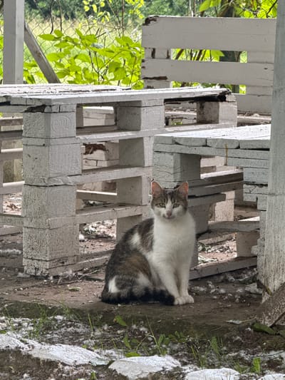 A domestic cat with white and brown fur is sitting on the ground in front of a makeshift table constructed from white-painted wooden pallets. The cat is facing the camera, with its green eyes open and ears pointed forward. The table is made of stacked pallets, some of which appear weathered and chipped. The ground is covered with dirt, scattered white debris, and some green vegetation. In the background, there is more pallet furniture, a chain-link fence, and lush green foliage. The scene appears to be outdoors, possibly in a yard or garden area within Kokalyane, Bulgaria.