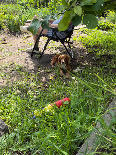 A medium-sized, reddish-brown dog lies on the dirt and grass in a yard. In the background, a person sits in a black folding chair. The person is wearing a striped shirt and white Croc-style shoes. A colorful toy, red, yellow, and blue, lies in the grass in the foreground. The scene appears to be in a residential yard with lush greenery and dappled sunlight. The location is identified as Nezhinka, Russia.