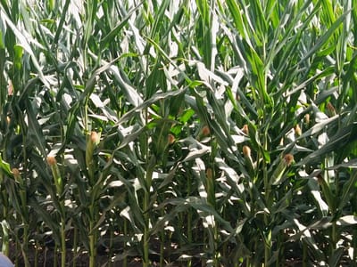This is a medium-shot, eye-level, outdoor photograph of a dense cornfield. The corn stalks are tall and green with long, broad leaves. Several ears of corn are visible, in various stages of development, some covered by husks and others partially exposed. Sunlight filters through the leaves, creating dappled shadows on the ground and stalks. The ground appears to be dark soil. The image is likely taken in a rural area, possibly a farm. No specific landmarks or indications of the city of Denov, Uzbekistan are present within the frame.