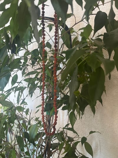 The image shows an indoor scene with dense foliage, likely a houseplant or a decorative arrangement. Two strings of small, round, reddish-brown beads are suspended horizontally across the frame, passing behind the plant's branches and leaves. The beads appear to be strung on a thin thread, and they are evenly spaced, forming distinct lines. The plant has numerous dark green leaves, some broad and oval, others narrower and more pointed. The branches are thin and brown. In the background, there is a textured, light-colored surface, possibly a wall or fabric, that is out of focus. The lighting suggests an indoor environment, possibly with natural light filtering in from an unseen window. There is no discernible activity or event taking place, and the scene is static. No people are visible, and there is no visible text. The location context provided (Balaklavskyi District, Ukraine) does not offer specific visual cues within the image itself, as the scene is generic and could be found in many indoor settings.