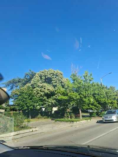 The image depicts a street scene in Aksakovo, Bulgaria, under a clear blue sky. On the right side of the road, a silver Toyota car with license plate B 5496 HP is traveling. Beyond the road, a sidewalk runs alongside a green park area with various trees. A large tree with white flowers is prominent, alongside other lush green trees and some smaller shrubs. A wooden bench is visible in the park. The perspective suggests the photo was taken from inside a moving vehicle, looking out through the windshield.