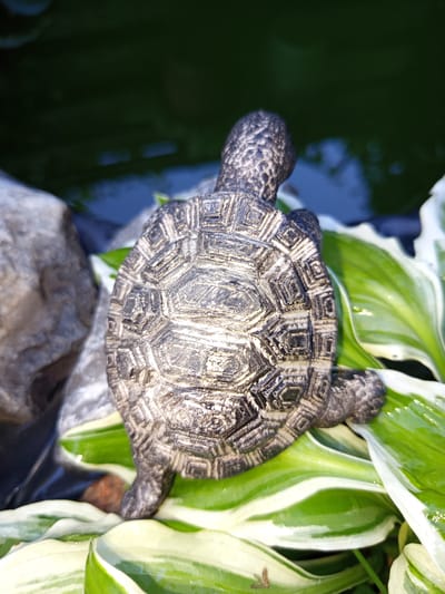 This media file features a close-up, high-angle shot of a decorative turtle figurine positioned on lush green and white hosta leaves. The turtle, with its detailed shell pattern, faces away from the camera, towards a dark, reflective body of water. To the left of the turtle, a large, grey, textured rock is visible, suggesting an outdoor garden or pond setting. The leaves are wet, indicating recent rain or dew, and the lighting suggests it's daytime, possibly morning or late afternoon, given the soft shadows. The water behind the turtle appears still and dark, reflecting the surrounding greenery and sky. The overall scene evokes a sense of tranquility and nature. There is no visible text.