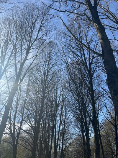 The image shows a view looking up through bare tree branches against a light blue sky. There are contrails from an airplane visible in the sky. The trees are silhouettes against the bright background. The location is likely Maastricht, Netherlands, based on the request context.