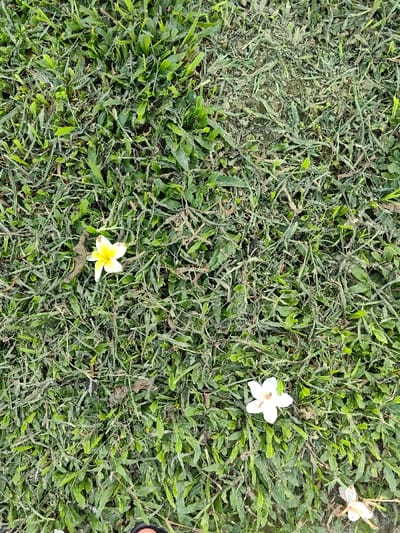 The scene depicts an outdoor ground area in Thuận Hóa Ward, Vietnam, viewed from an overhead perspective. The primary surface is covered by green grass, characterized by varying blade lengths and interspersed with visible patches of exposed soil and dried plant matter. Two intact Plumeria flowers are present on the grass. One is positioned in the upper-left quadrant, displaying white petals with a distinct yellow center. The second flower, entirely white, is located towards the lower-middle section of the frame. A third white flower, partially visible, extends from the bottom-right corner. Scattered small fragments of organic debris and dirt are observed across the grassy surface. A small portion of a dark-colored footwear item is visible along the bottom edge of the image. No individuals or specific actions are depicted beyond the presence of the fallen flowers and the implied observer's footwear.