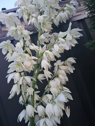 A cluster of white flowers, possibly Yucca flowers, are in full bloom. They are arranged on a dark background, possibly a wall or fence, with some greenery visible at the top left corner. The lighting suggests it is daytime, with the sun illuminating the flowers from above. The flowers are delicate and have multiple petals, with some showing signs of wilting, indicating they are at different stages of their bloom cycle. A thin piece of twine is tied around one of the flower stems, adding a unique detail. The overall impression is one of natural beauty and the ephemeral nature of flowers. The location is Bălți, Moldova. No people are visible in the image, and there is no visible text.