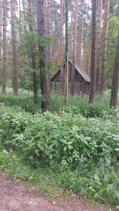 The image depicts a rustic wooden cabin nestled within a dense pine forest. The cabin, constructed from weathered wood, has a sloping roof and appears to be partially obscured by the surrounding foliage. Tall, slender pine trees with rough bark dominate the landscape, their trunks forming a vertical pattern that stretches towards the overcast sky. The forest floor is carpeted with lush green vegetation, including tall grasses and flowering plants, creating a wild and overgrown appearance. A dirt path, visible on the right side of the image, suggests human passage through the woods. The overall impression is one of a secluded and tranquil natural setting, possibly in a rural or remote location. The lighting suggests it is daytime, likely overcast or nearing dusk due to the diffused light and muted colors. No people or animals are visible in the scene. There is no visible text in the image.