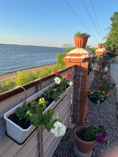 The image shows a waterside scene in Воронежское-2, Russia. In the foreground, a white planter box is attached to a metal railing and filled with green plants and a few blooming white and red petunias. To the right, a brick pillar supports an orange planter filled with greenery, and beyond that, a gravel path is lined with various potted flowers, including yellow pansies in a hanging basket and purple petunias. A large body of water, likely a river or lake, stretches across the background, bordered by a green, grassy shoreline. The sky is clear and blue, with power lines running across the top of the frame. The lighting suggests it is late afternoon or early evening, with warm sunlight casting shadows. There are no people visible in the image.