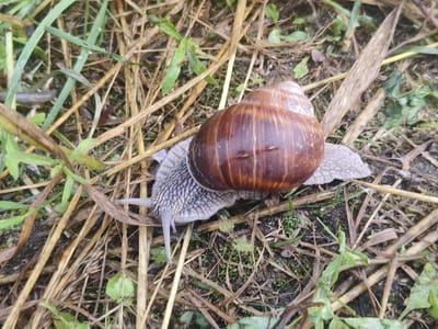 A top-down, close-up shot captures a Roman snail with its shell partially visible as it moves through dry grass and green foliage on the ground. The snail's body is a mottled gray, and its shell is a glossy brown with faint concentric rings. The shell appears to have a lighter, slightly rounded top. The environment consists of a mix of dry, straw-like plant matter and some green leaves, with patches of dark soil and moss. The lighting is natural, suggesting an outdoor setting, possibly in a field or garden. The image is taken in the vicinity of Кругліцкі сельскі Савет, Belarus.