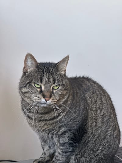 A close-up, high-angle shot features a mackerel tabby cat looking directly at the viewer. The cat occupies the right side of the frame, with its head and upper body visible against a plain, light grey or off-white background. The cat's fur is a mix of dark grey and brown tones with distinct black stripes. Its eyes are a prominent bright green, and its whiskers are long and white. The cat's ears are perked, and its head is slightly tilted, conveying a curious and alert expression. A small part of the cat's pinkish nose is also visible. The lighting is soft and even, highlighting the texture of the fur. The background is minimalist, providing no specific location cues beyond being a simple, clean surface. No text is visible in the image.