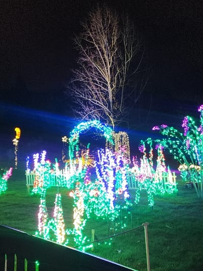 Illuminated trees create a vibrant spectacle against the night. One bare tree stands in stark contrast to the colorful, glowing lights that adorn nearby vegetation. The ground is a mix of dark shadows and patches of green light, suggesting a grassy area. The scene is likely an outdoor display or light show.