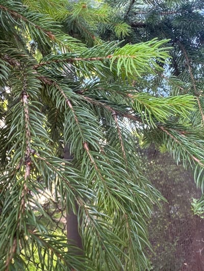 This media file is a close-up, natural light photograph of evergreen branches, likely from a fir or spruce tree. The focus is on the intricate details of the needles and branches, creating a textured effect. The needles are a vibrant green, with some newer growth appearing lighter and more luminous, while older needles are a deeper shade. The branches are dense and layered, creating a sense of depth and complexity. In the background, a dark, blurry mesh or fence is visible, with hints of dappled sunlight and greenery showing through. This suggests an outdoor setting, possibly a garden or natural area, where the tree is growing. The overall mood is serene and natural, highlighting the beauty of the foliage. The lighting appears to be daylight, with sunlight filtering through the branches and creating highlights. There is no text visible in the image. The location context provided is Belashtitsa, Bulgaria, which aligns with the presence of evergreen trees common in the region. There are no people or specific activities depicted; the image is purely a study of the natural subject matter.
