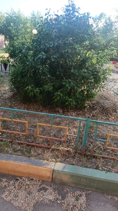 This media file depicts an outdoor scene on a sunny day, likely in the morning or late afternoon given the quality of light. The primary subject is a large, lush green bush with some visible seed pods, suggesting it might be late spring or summer. The bush is situated in what appears to be a public space, possibly a park or courtyard, as indicated by the presence of a decorative metal fence in the foreground.
The fence is painted in sections of green, yellow, and orange, with a geometric pattern of rectangular openings. Behind the fence, dry grass and some scattered debris are visible. In the background, more trees create a natural backdrop, and a hint of a building structure can be seen to the left. A white, spherical object, possibly a light fixture or decorative element, is suspended within the branches of the bush.
The scene is calm and tranquil, with no people or animals actively engaged in any activity. The location cues, such as the type of vegetation and the style of the fence, along with the provided context of Svirsk, Russia, help to establish a specific geographical setting. The overall impression is one of a well-maintained, albeit slightly weathered, outdoor area bathed in natural light. There is no visible text in the image.