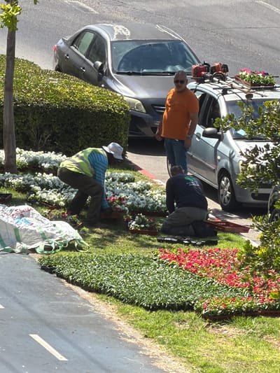 In Ashdod, Israel, a landscaping crew is observed working on a garden bed adjacent to a road. Two individuals are actively engaged in planting. One person, wearing a reflective vest and hat, is kneeling and appears to be tending to white flowers. Another individual, dressed in a dark long-sleeved shirt and grey pants, is also kneeling and is positioned near trays of plants. A third person, wearing an orange t-shirt and sunglasses, stands near a silver car, observing the work. The car is equipped with a roof rack holding two leaf blowers and a tray of flowers. Several cars are visible on the road, suggesting an urban or suburban setting. The area is characterized by lush green landscaping, including hedges and a variety of flowering plants in shades of white and red. A large white bag, possibly containing soil or mulch, lies on the grass.