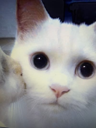 The image is a close-up, slightly blurry photograph of a white cat's face. The cat has large, dark eyes with a hint of blue in the irises and a pink nose. Its ears are visible at the top of the frame. A portion of what appears to be another cat's paw or body is visible on the left side of the image. The background is dark and out of focus. The image quality is low, possibly due to a low-resolution camera or screen capture. There is no visible indication of the location being Julicotmeurak, Indonesia, as the scene is confined to the animal's face and immediate surroundings.