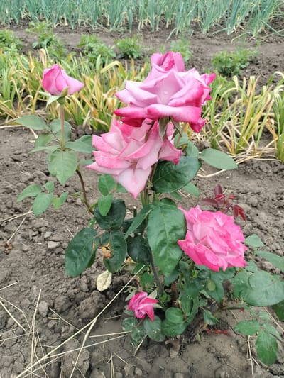In Lykhove, Ukraine, on an overcast day, a rose bush bearing multiple pink blossoms is the focal point of the image, set against a background of rows of green onions and dry grass. The rose bush exhibits various stages of bloom, from tightly furled buds to fully opened flowers with delicate pink petals, some showing darker pink edges. The foliage is a deep green, with some leaves displaying signs of minor damage or dryness. The soil is dark and appears dry, with cracks visible, and sparse, light-colored straw-like debris scattered across its surface. In the background, the tightly planted green onion stalks are a vibrant green, suggesting recent growth or watering, contrasting with the more arid appearance of the immediate foreground. The overall scene conveys a sense of a garden or cultivated field in a rural or suburban setting.