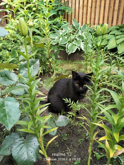 A black cat with yellow eyes sits in a garden surrounded by green plants. The cat is positioned in the center-right of the frame, partially obscured by the foliage. In the background, a wooden fence is visible. The overall scene appears to be outdoors in a residential garden setting. The image is watermarked with "realme 12 22 июня 2026 г. в 18:28".