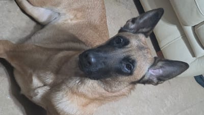A fawn-colored canine, appearing to be a Belgian Malinois or similar breed, with a distinct black facial mask and erect ears, is observed lying on a light-colored tiled floor in Gif-sur-Yvette, France. The dog's body is oriented diagonally across the frame, with its head turned to face the viewer. Its dark eyes are open, and its front legs are slightly curled beneath its chest. To the upper right of the frame, a segment of light-colored, possibly cream or beige, upholstered furniture with visible stitching is partially visible. The scene is indoors, and the dog appears to be in a resting state, looking towards the camera.