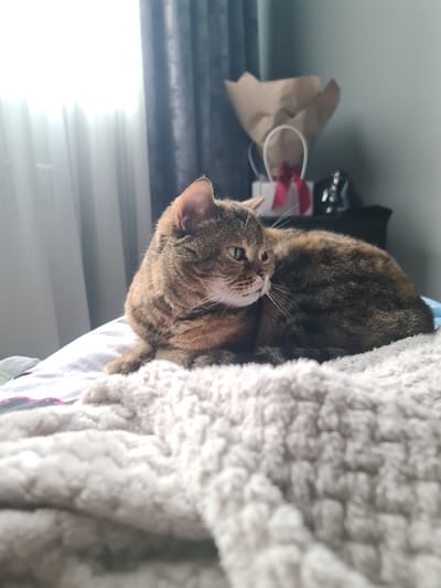 A tortoiseshell cat is lying on a bed with a light gray, plush blanket in the foreground. The cat is facing to the right, with its head turned slightly away from the camera. It has green eyes and tabby markings. In the background, there are sheer white curtains on the left and dark gray curtains on the right, with a dresser or nightstand visible behind the cat. On the dresser, there is a gift bag with a red ribbon and a small dark figurine. The scene appears to be indoors. The image does not contain any information that allows for determination of its location in the city of Bavly, Russia.
