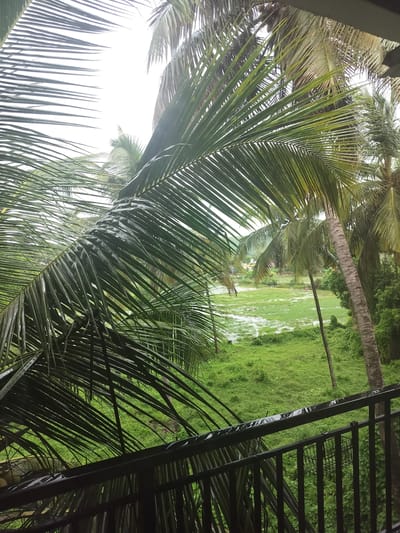 The image depicts a view of a lush green landscape framed by the fronds of palm trees, as seen from a balcony. The scene appears to be set during or after a rainfall, as evidenced by the wet surfaces of the palm fronds and the presence of standing water in the low-lying areas of the field. In the distance, a small village or cluster of buildings is visible. The foreground features a black metal railing, suggesting the viewpoint is from an elevated position, likely a balcony or veranda. The overall impression is one of a tropical or subtropical environment, with a rich green foliage that dominates the scene. The specific location in Oxel, India, is inferred from the context provided, but the visual elements themselves are characteristic of many tropical regions.