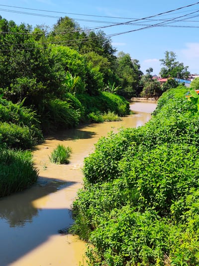 This image depicts a murky, brown river flowing through a densely vegetated area, likely in or near the city of Oryol-Izumrud, Russia. The riverbanks are heavily overgrown with lush green foliage, including tall grasses and leafy bushes. In the background, trees form a thick canopy, and glimpses of residential buildings with red and blue roofs can be seen through the trees, suggesting proximity to a populated area. Overhead, power lines crisscross the bright blue sky, indicating the presence of electricity infrastructure. The water appears to be flowing, with ripples and small waves visible. The scene is illuminated by natural sunlight, casting shadows on the water and foliage. There are no people or animals visible in the image.