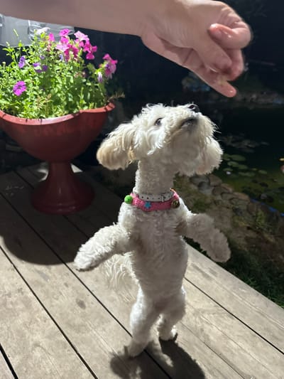 An adult white dog is standing on its hind legs on a wooden deck, looking up at a human hand reaching down towards it. The dog is wearing a pink collar with a white trim and a blue star. Behind the dog, to the left, is a large red planter filled with pink and purple flowers. To the right of the dog, a dark pond with lily pads is visible. The scene appears to be outdoors at night, with artificial lighting illuminating the dog and the planter. The background is dark, suggesting it is nighttime. The location in Bazhevo, Russia is not discernible from the image.