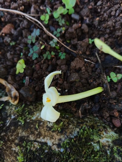A fallen papaya flower lies on a weathered stone covered with moss, surrounded by dark soil and small green plants resembling clovers. The flower is mostly white with hints of yellow at its center. Other fallen flowers are partially visible, showing a faded brown color. A thin, dry stem curves through the scene against the soil's backdrop.