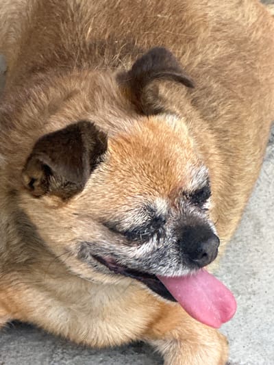 An overhead medium shot shows a light brown dog with its head turned to the right, tongue hanging out and panting. The dog is lying down on a textured gray surface that appears to be concrete. The dog's fur is short and slightly shaggy, with darker brown markings on its ears and around its eyes. The dog's snout is black, and its eyes are mostly closed, with some lighter fur around them indicating age. The tongue is a bright pink and speckled with white dots. There are no people visible in the image. The scene appears to be outdoors on a paved surface, possibly a sidewalk or patio. The location is described as Marten, Bulgaria.