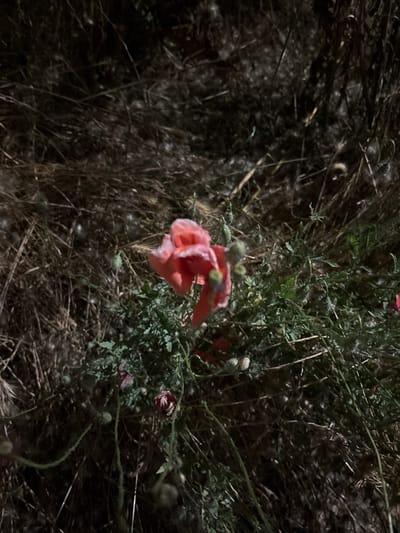 In Kableshkovo, Bulgaria, a close-up shot captures a cluster of pinkish-red poppies amidst dry, brown vegetation. The poppies, some fully bloomed and others in bud, are the focal point, their delicate petals appearing slightly frosted. The surrounding environment consists of tightly packed, brittle stalks and dry grasses, creating a textured backdrop. Green foliage and thin, fuzzy stems of the poppies are interspersed throughout the scene, adding depth and contrast. The lighting suggests it is either dusk or night, with shadows obscuring finer details in the background. No people are visible.