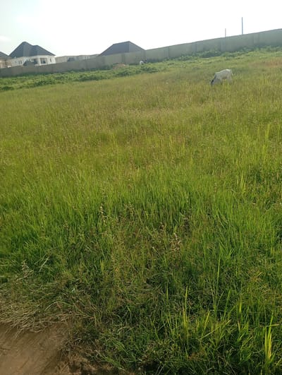 A wide, grassy field is depicted in Karsana 2, Nigeria, with a low concrete wall running across the background. Behind the wall, two modern houses with dark, pitched roofs are visible, along with the construction of another building. A white cow is grazing in the field, in front of the wall. The field is covered in tall, green grass, with some patches of dry grass and small plants scattered throughout. A dirt path is visible in the lower left corner of the image. The sky is clear and bright, suggesting a sunny day.