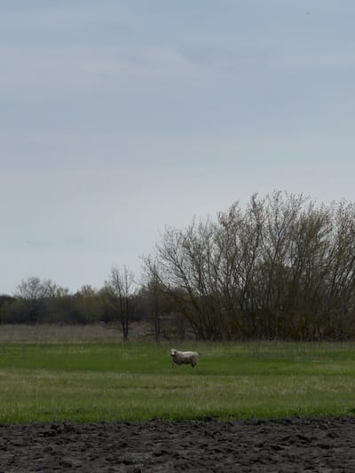 The image presents a landscape scene captured in Bobrov, Russia. The photograph is dominated by a clear, overcast sky occupying the left half of the frame. A row of deciduous trees, devoid of leaves, stands in the midground. A grassy field stretches across the middle of the frame, adjacent to a strip of tilled, dark soil on the right edge. A single sheep stands on the grassy field, facing away from the camera. The environment suggests a rural or agricultural setting on a cloudy day. No human presence or interactions are observed.