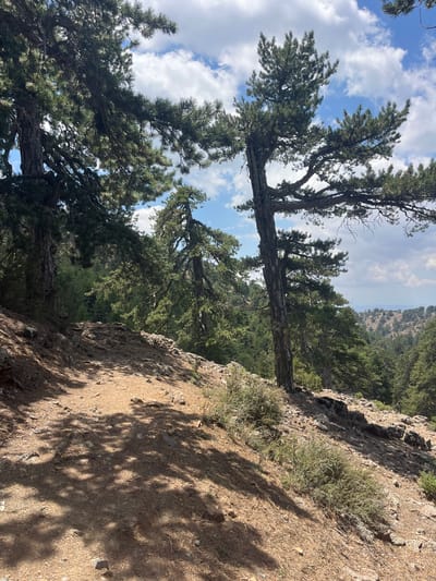 This is a medium-shot, eye-level, outdoor photograph taken on a sunny day. The scene depicts a walking trail winding through a pine forest on the slopes of a mountain. The trail is composed of dirt and small rocks, with pine needles scattered across its surface. Sunlight filters through the dense canopy of pine trees, casting dappled shadows on the path. The trees are tall and mature, with rough bark and characteristic pine foliage. In the background, the landscape unfolds into rolling hills covered with more pine trees, suggesting a mountainous terrain. The sky is blue with scattered white clouds. The location is identified as the vicinity of the village of Prodromos, Cyprus, known for its high altitude and pine forests. There are no people visible in the image.