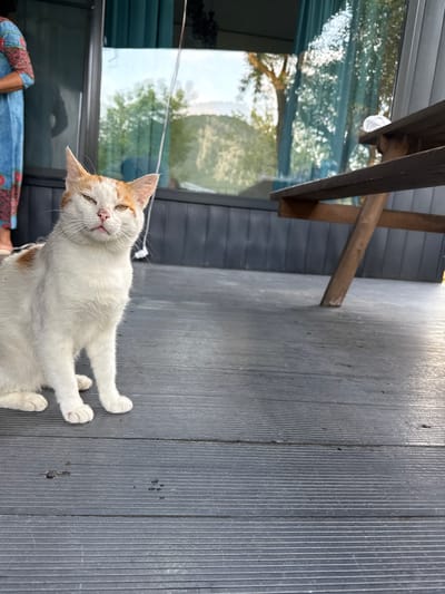 A ginger and white cat sits on a dark gray wooden deck, looking towards the camera with its eyes partially closed. The cat is positioned in the lower left quadrant of the image. Behind the cat, a person in a blue and red patterned dress is partially visible on the far left. The background features a large window with a view of trees and a hilly landscape. A wooden picnic table is situated to the right of the cat. The scene appears to be outdoors, possibly on a porch or balcony, in a natural setting outside the city of Sis, Azerbaijan.