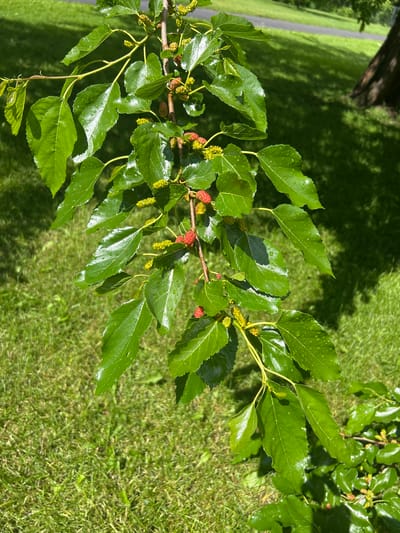 A close-up shot focuses on a branch of a mulberry tree in Sainte-Anne-de-Bellevue, Canada. The branch is laden with green leaves, some still glistening with water droplets, and clusters of developing red and yellow mulberries. The background consists of a manicured green lawn, with dappled sunlight casting shadows from unseen foliage and the trunk of a large tree is visible to the right. A paved path can be seen in the distance.