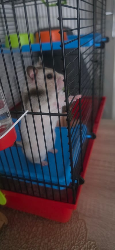 A hamster is visible in a cage. The cage has black bars, a red frame, and blue and orange plastic components. The hamster is light brown and white, with its head and front paws visible through the bars. It appears to be resting or looking out of the cage. The background is a textured brown surface. The image appears to be taken indoors during daylight. No visible text is present.