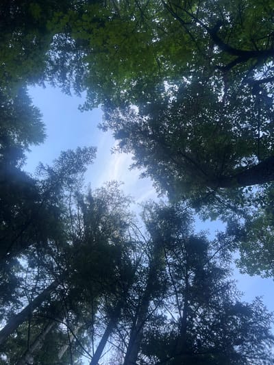 This image depicts a view looking upwards through the canopy of a mixed forest, revealing a bright blue sky with wispy white clouds. The trees are densely packed, with a variety of foliage visible, including broad leaves and coniferous needles. The sunlight filters through the leaves, creating dappled patterns and highlighting the textures of the branches and leaves. The scene suggests a natural outdoor environment, likely a park or wooded area, within Area A (Mill Bay / Malahat), Canada. There are no people or specific structures visible, focusing the view on the interaction between the trees and the sky.