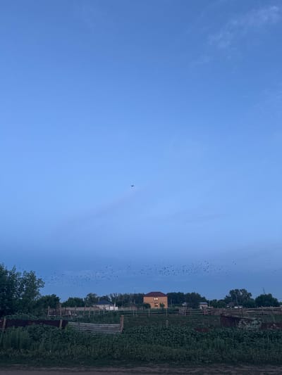 The media file is a landscape photograph taken at dusk in a rural setting, likely Qostomar, Kazakhstan. The image is oriented vertically.
The primary subjects include a vast expanse of a clear blue sky with a few wispy clouds, and a lower section depicting a village or rural settlement. A flock of birds is visible flying in formation against the sky. A single airplane is also depicted in the sky, far from the birds. The settlement features several houses, including a prominent two-story building with lit windows, suggesting it is inhabited. Fences and abundant greenery, including trees and tall grass, are also visible, indicating a natural and somewhat wild environment. The presence of fences and structures suggests human habitation and possibly agricultural activity.
The time of day is clearly dusk, as indicated by the twilight sky and the lit windows in the house. The weather appears to be clear and calm.
Notable details include the sheer number of birds in flight, forming a dark, dispersed cloud against the sky. The contrast between the natural elements (sky, birds, greenery) and the man-made structures (houses, fences) is striking. The overall mood is peaceful and serene, characteristic of a rural landscape at the end of the day. There is no visible text in the image.